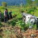 Mini bus alami kecelakaan di Taput enam pelajar SMK alami luka ringan