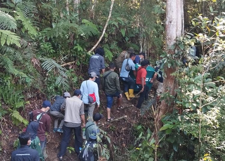 Balai Besar konservasi Sumber Daya Alam (KSDA) Sumut, saat melepas liarkan satu individu orangutan Sumatera ke dalam kawasan Suaka Margasatwa  Siranggas.(Satunusantara news/HO-Humas Balai Besar KSDA Sumut).