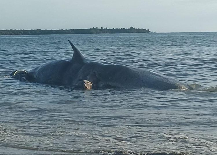 Balai Besar Konservasi Sumber Daya Alam (KSDA) Sumut  melakukan evakuasi satu individu Ikan Paus yang sudah mati  terdampar di Pantai Sindeas, Kabupaten Tapteng.(Satunusantara news/HO Humas Balai Besar KSDA Sumut).