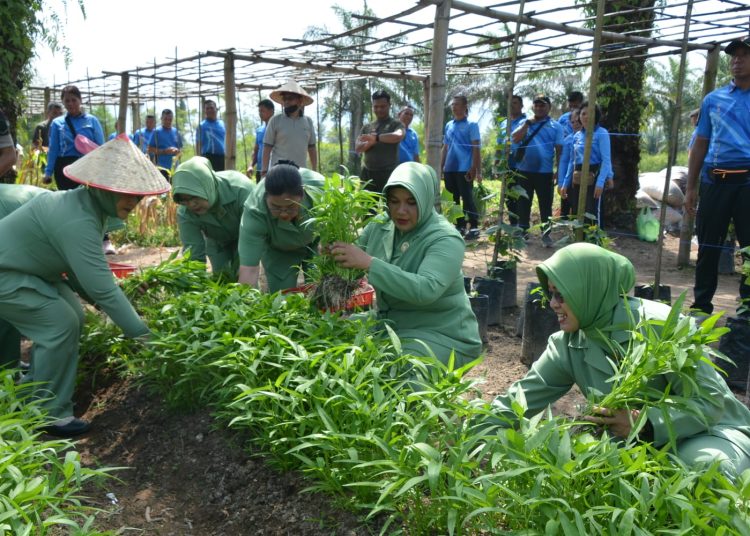 Persit KCK Rem 023/KS, saat melaksanakan panen sayur di Desa Kalangan, Kabupaten Tapteng.(Satunusantara new/HO-Penrem 023/KS)