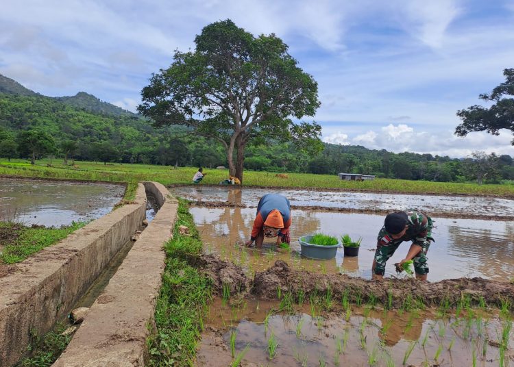 Personel Satgas Yonkav 6/Naga Karimata menanam padi untuk melestarikan alam di Desa Nainaban, Kecamatan Bikomi Ninulat, Kabupaten TTU, Provinsi NTT (Satunusantara news/HO-Yonkav 6/Naga Karimata)