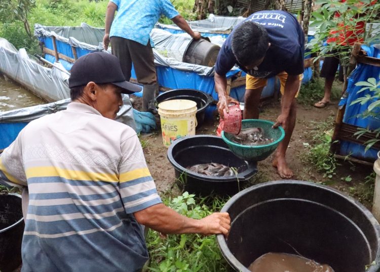 Kelompok ternak berhasil membudidayakan ternak lele dan telah berhasil panen sebanyak tiga kali melalui program Desa Berdaya PLN.(Satunusantara news/Humas PLN UID Sumut).