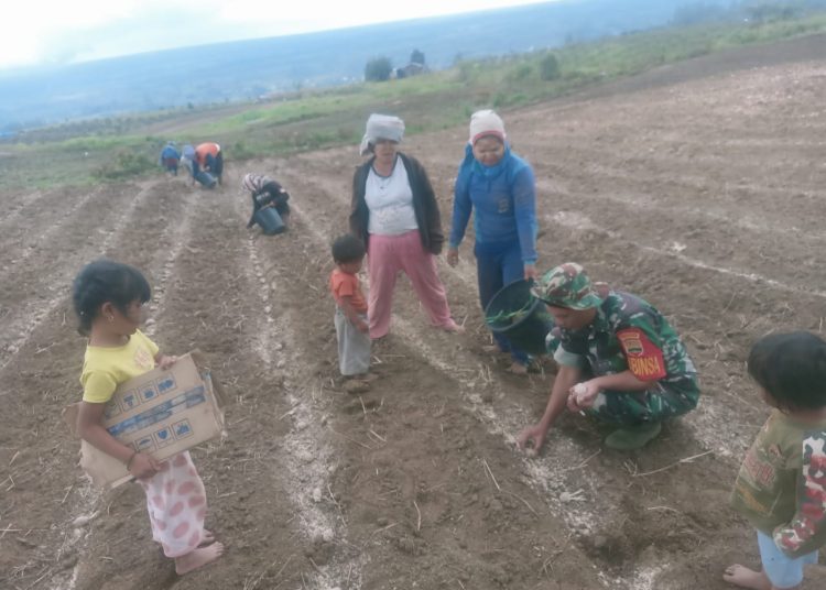 Babinsa Koramil 02/Sidikalang, Kodim 0206/Dairi, Sertu RJ Sitorus, secara aktif terlibat dalam kegiatan pertanian  dan mendukung program ketahanan pangan.(Satunusantara news/HO-Pendim 0206/Dairi)