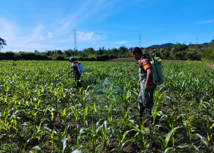 Babinsa Koramil 02/Sidikalang, Kodim 0206/Dairi, menyelamatkan tanaman jagung petani dari hama serangan ulat grayak di Dusun Lae Songsang, Kelurahan Sidiangkat, Kecamatan Sidikalang, Kabupaten Dairi.(Satunusantara news/HO-Pendim 0206/Dairi).