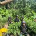 Satgas Yonif 122/TS temukan ladang ganja seluas 600 meter di perbatasan RI-PNG