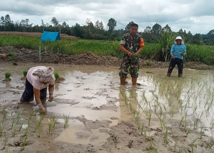 Babinsa Koramil 02/Sidikalang, Kodim 0206/Dairi, Sertu R. Sinaga, mendukung ketahanan pangan nasional, menanam padi bersama petani di Desa Bangun 1, Kecamatan Perbuluan, Kabupaten Dairi.(Satunusantara news/HO-Pendim 0206/Dairi).