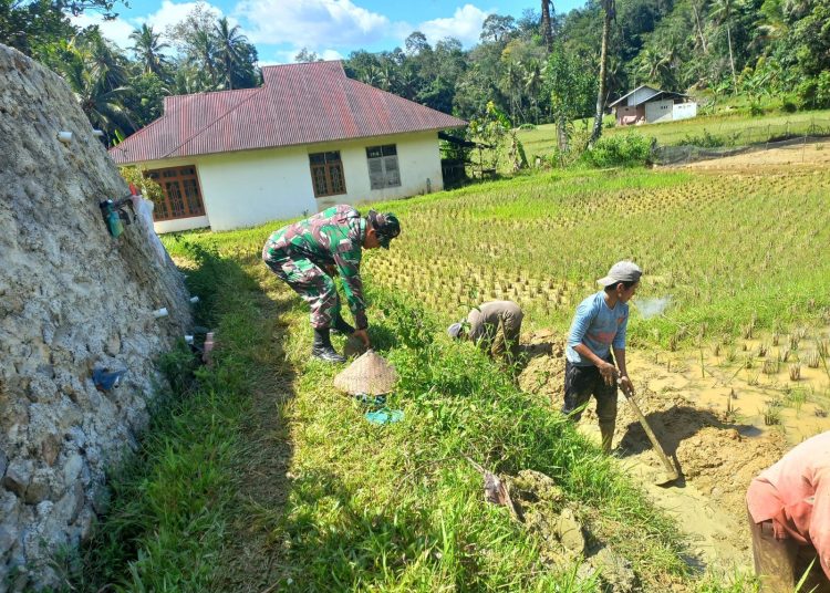 Serka Ravellono Octa Dalga, Babinsa Koramil 05/X Koto Diatas, Kodim 0309/Solok, bersama masyarakat bergotong royong membangun parit irigasi untuk persawahan di Jorong Koto Tuo, Nagari Sulit Air, Kecamatan X Koto Diatas, Kabupaten Solok.(Satunusantara news/HO-Pendim 0309/Solok).