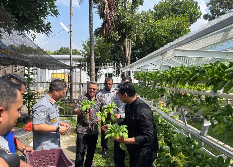 Karutan Kelas I Medan, Alanta Imanuel Ketaren (kiri) saat melaksanakan panen sayur sawi segar dari wadah Hidroponik hasil Bimker Rutan kelas I Medan.(Satunusantara news/HO-Humas Rutan Medan).