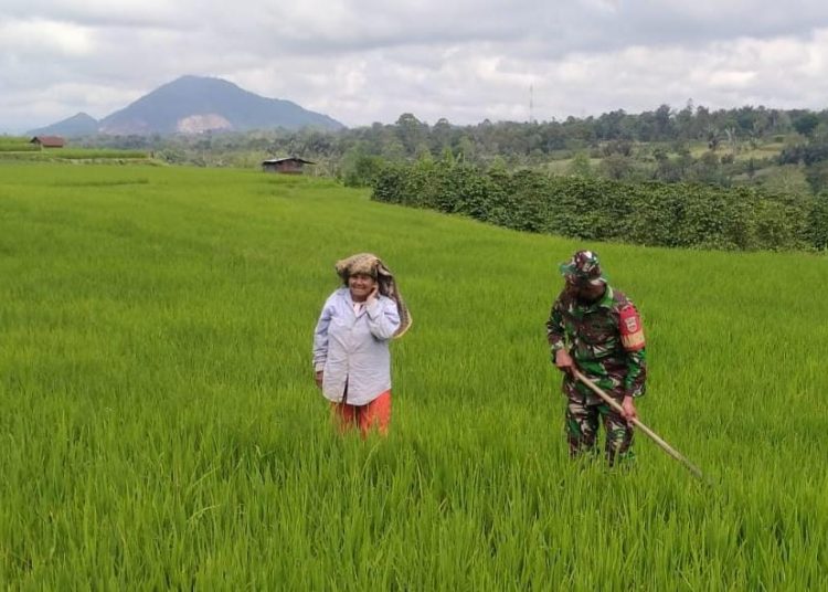 Serda Nuroso (kanan) Babinsa Koramil 02/Sidikalang, Kodim 0206/Dairi,  saat membantu membersihkan gulma di lahan persawahan milik petani di Desa Huta Gambir, Kecamatan Sidikalang, Kabupaten Dairi. (Satunusantara news/HO-Pendim 0206/Dairi).