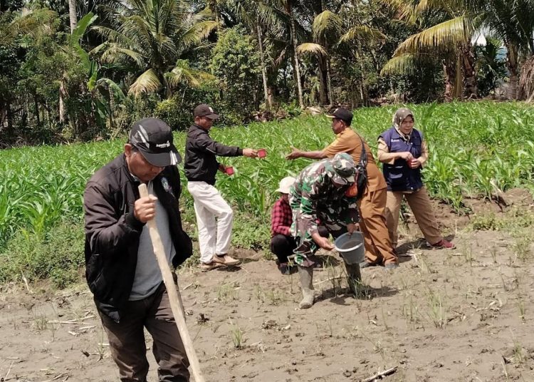 Sertu Parman Sembiring, Babinsa Koramil 04/Tigalingga, Kodim 0206/Dairi (tengah) saat melaksanakan pendampingan kepada Kelompok Tani TON di Desa Tualang, Kecamatan Siempat Nempu Hulu, Kabupaten Dairi.(Satunusantara news/HO-Kodim 0206/Dairi).