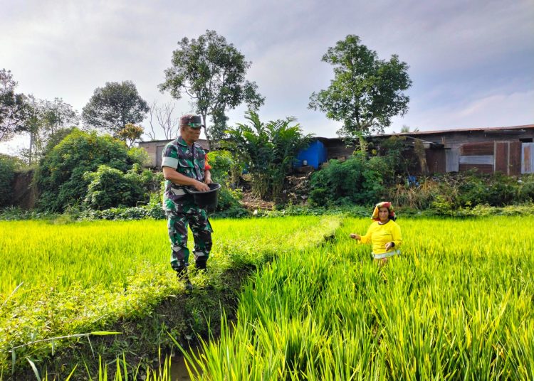 Serma Natanael Manik, Babinsa Koramil 02/Sidikalang, Kodim 0206/Dairi, saat melakukan monitoring pertumbuhan padi sawah di Desa Hutarakyat, Kecamatan Sidikalang, Kabupaten Dairi.(Satunusantara news/HO-Kodim 0206/Dairi).