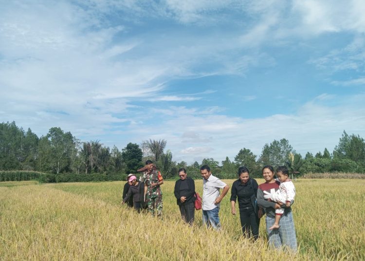 Sertu R.B Manalu, Babinsa Koramil 02/Sidikalang, Kodim 0206/Dairi (nomor tiga dari kiri) saat meninjau  pertumbuhan padi sawah di Desa Bangun, Kecamatan Parbuluan, Kabupaten Dairi.(Satunusantara news/HO-Kodim 0206/Dairi)