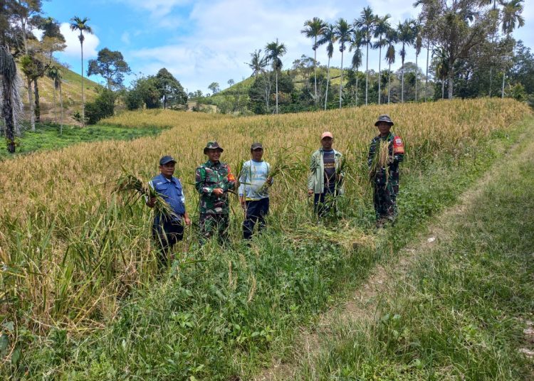 Serka M.Lingga dan Serka H.Amri, Babinsa Koramil 04/Tigalingga, Kodim 0206/Dairi, saat turun langsung ke sawah membantu petani memanen padi gogo d Desa Kendit Liang, Kecamatan Gunung Sitember, Kabupaten Dairi.(Satunusantara news/Kodim 0206/Dairi).