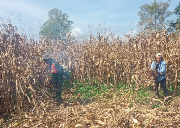 Serda Nuroso,Babinsa Koramil 02/Sidikalang, Kodim 0206/Dairi (kiri) saat imembantu petani membersihkan lahan  di Desa Kalang, Kecamatan Sidikalang, Kabupaten Dairi.(Satunusantara news/HO-Kodim 0206/Dairi).