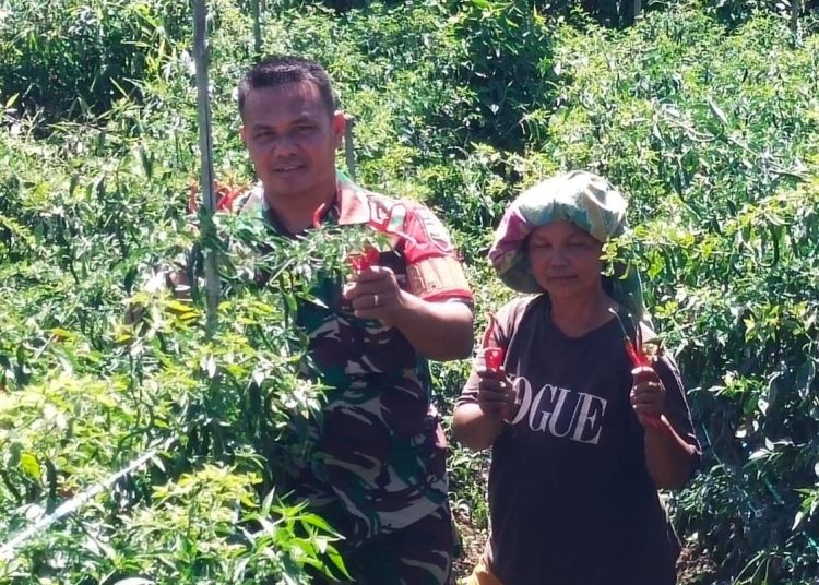 Sertu S. Rajagukguk, Babinsa Koramil 02/Sidikalang, Kodim 0206/Dairi (kiri) saat membantu petani memanen cabai merah jenis lokal di kebun milik Marince br Ujung di Kelurahan Batang Beruh, Kabupaten Dairi.(Satunusantara news/HO-Kodim 0206/Dairi).