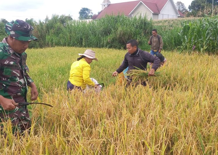 Serda R. Sinaga, Babinsa Koramil 02/Sidikalang, Kodim 0206/Dairi (kiri) saat turun langsung ke sawah untuk membantu panen padi di lahan milik Hisar Simamora, di Desa Bagun I, Kecamatan Parbuluan, Kabupaten Dairi.(Satunusantara news/HO-Kosim 0206/Dairi).