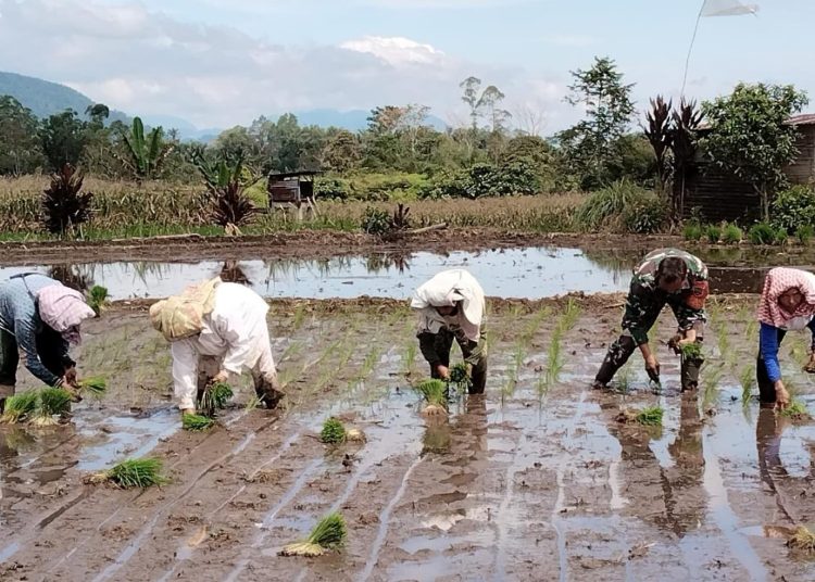 Sertu Jarlen Sinaga dan Sertu Parman Sembiring, Babinsa 04/Tigalingga, Kodim 0206/Dairi mendampingi kelompok Tani Sejati penanaman padi sawah di Desa Lae Nuaha, Kecamatan Siempat Nempu Hulu, Kabupaten Dairi.(Satunusantara news/HO-Kodim 0206/Dairi).