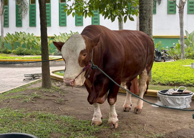 Hewan kurban bantuan dari Presiden Prabowo yang dialokasikan untuk provinsi di Masjid Agung Sultan Thaf Sinar Basarsyah,    Lubuk Pakam.(Satunusantara news/HO-Diskominfo Sumut)