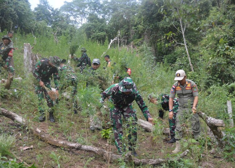 Tim patroli gabungan berhasil menemukan dan memusnahkan ladang ganja seluas tiga hektare di kawasan perbukitan Tor Sihite, Desa Rao-Rao Dolok, Kecamatan Tambangan, Kabupaten Madina.(Satunusantara news/HO-Pendam I/BB).