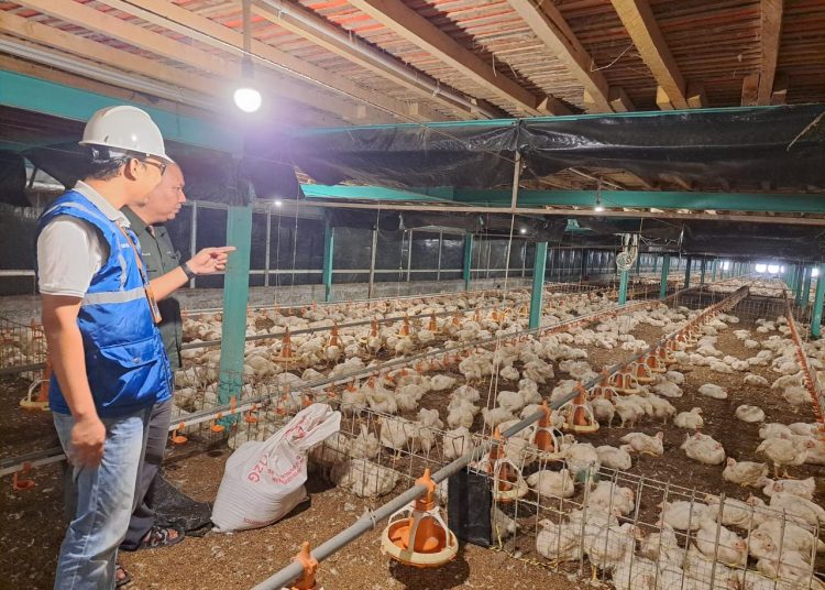 Kehadiran listrik yang andal dan terjangkau berdampak positif bagi daya beli masyarakat dan pertumbuhan ekonomi, salah satunya terhadap usaha pembibitan ayam di Muara Enim, Sumatera Selatan.(Satunusantara news/HO-Humas PLN UID Sumut).