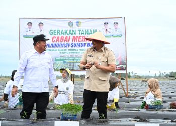 Gerakan tanam cabai merah di Kabupaten Batubara bagian dari program ketahanan pangan nasional