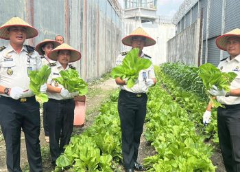 Lapas Kelas I Medan panen raya 300 kg sawi pahit dan bukti pembinaan kemandirian warga binaan