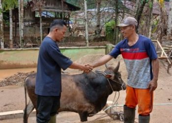 Gubernur Sumut salurkan bantuan 10 ekor sapi kepada masyarakat korban bencana di Tapsel dan Tapteng jelang Idulfitri 1447 H