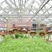 Lapas Kelas I Medan panen 300 kg kangkung hidroponik dan pelepasan 10.000 bibit ikan nila