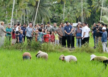 Gubernur Sumut tinjau rehabilitasi jaringan irigasi Afia di Kota Gunungsitoli