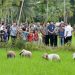 Gubernur Sumut tinjau rehabilitasi jaringan irigasi Afia di Kota Gunungsitoli